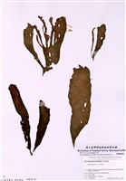 藏品(點葉藻)的圖片